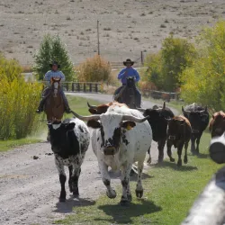 Local Ranch Tours - Zurich