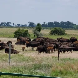 Crane Trust Nature & Visitor Center - Grand Island