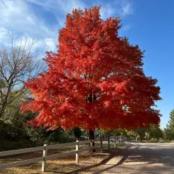 Cottonmill Park - Lexington