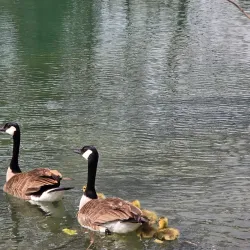 Cottonmill Park - Lexington