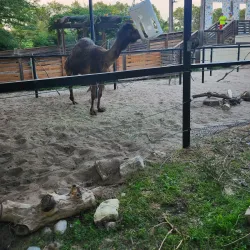 Lincoln Children's Zoo - Lincoln