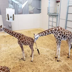 Lincoln Children's Zoo - Lincoln