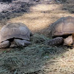 Lincoln Children's Zoo - Lincoln