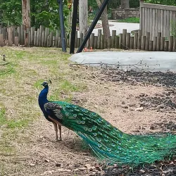 Lincoln Children's Zoo - Lincoln