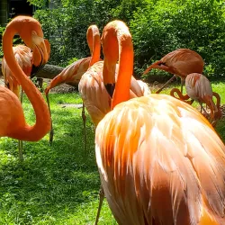 Lincoln Children's Zoo - Lincoln