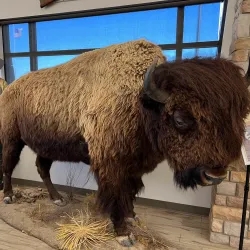 Buffalo Bill Cultural Center - North Platte