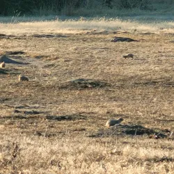 Prairie Dog Town - North Platte