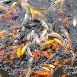 Henry Doorly Zoo and Aquarium - Omaha