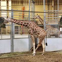 Henry Doorly Zoo and Aquarium - Omaha