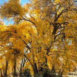 Carson River Park - Carson City
