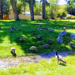 Mills Park - Carson City