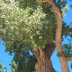 Silver Saddle Ranch - Carson City