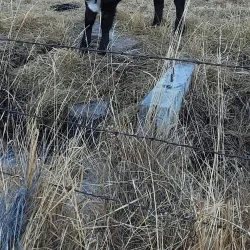 Silver Saddle Ranch - Carson City