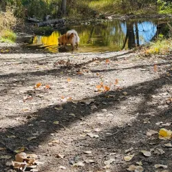 Silver Saddle Ranch - Carson City