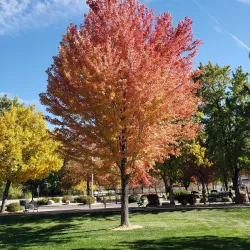 Heritage Park - Gardnerville
