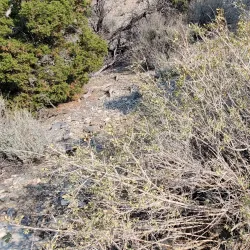 Pinenut Mountains Trailhead - Gardnerville