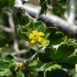 Pinenut Mountains Trailhead - Gardnerville