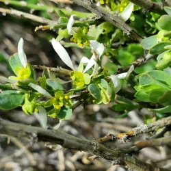 Pinenut Mountains Trailhead - Gardnerville