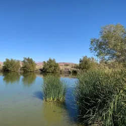 Henderson Bird Viewing Preserve - Henderson