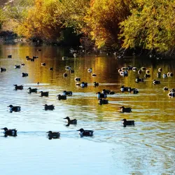 Henderson Bird Viewing Preserve - Henderson