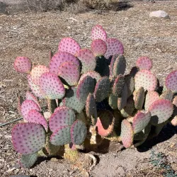 Henderson Bird Viewing Preserve - Henderson