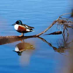 Henderson Bird Viewing Preserve - Henderson