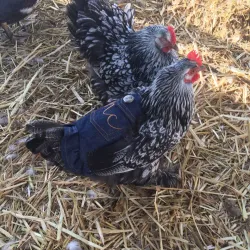 Sandstone Ranch - Pahrump