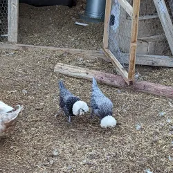 Sandstone Ranch - Pahrump