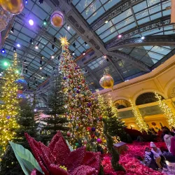 Bellagio Conservatory & Botanical Gardens - Paradise