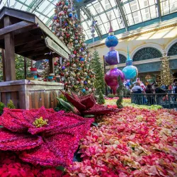 Bellagio Conservatory & Botanical Gardens - Paradise