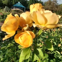 Idlewild Park - Reno