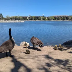 Virginia Lake Park - Reno