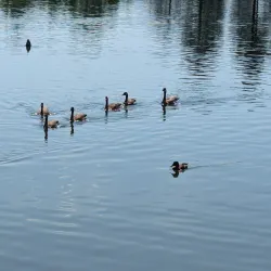 Virginia Lake Park - Reno
