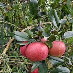 Local Farms and Orchards - Canaan