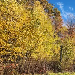 Local Farms and Orchards - Canaan