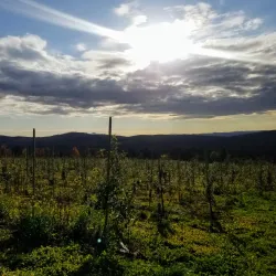 Local Farms and Orchards - Canaan