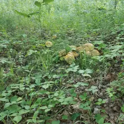 Sugar River Rail Trail - Claremont