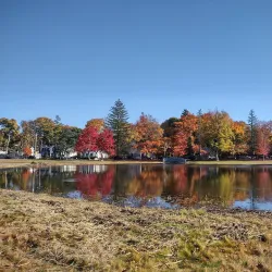 White Park - Concord