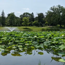 White Park - Concord