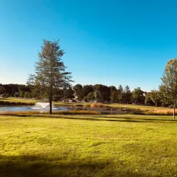 White Park - Concord