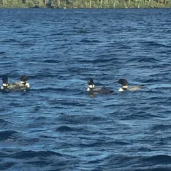 Squam Lake Cruises - Holderness