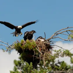 Squam Lake - Holderness