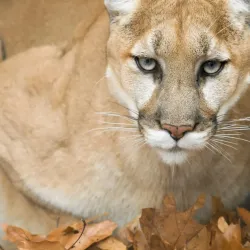 Squam Lakes Natural Science Center - Holderness