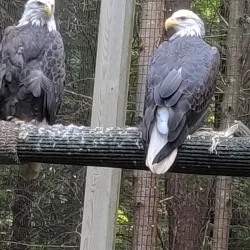 Squam Lakes Natural Science Center - Holderness
