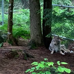 Squam Lakes Natural Science Center - Holderness
