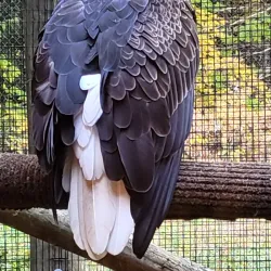 Squam Lakes Natural Science Center - Holderness
