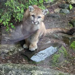 Squam Lakes Natural Science Center - Holderness