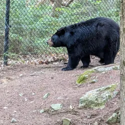 Squam Lakes Natural Science Center - Holderness