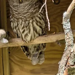Squam Lakes Natural Science Center - Holderness