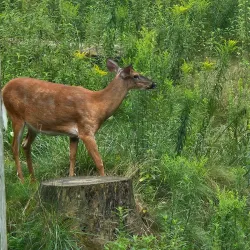 Squam Lakes Natural Science Center - Holderness